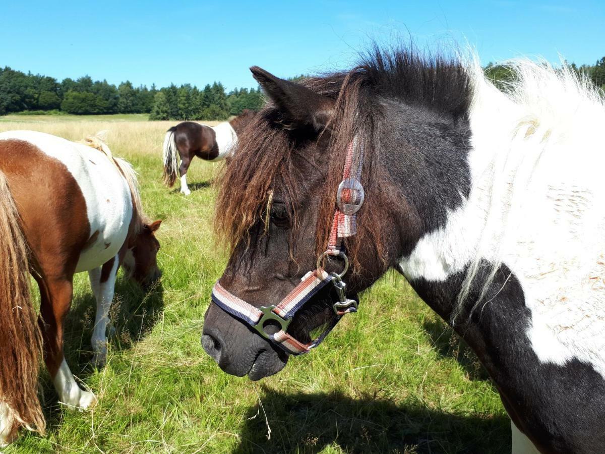 Ferienwohnung Weitblick Wolfshagen  Zewnętrze zdjęcie